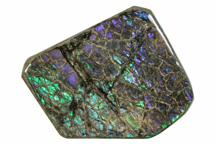 Iridescent Ammolite (Fossil Ammonite Shell) - Alberta #275013